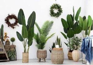 đồ decor phối với cây xanh