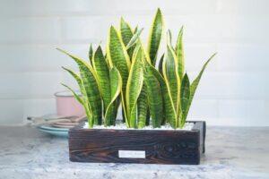 đồ trang trí hợp mệnh Thổ