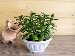 đồ trang trí phù hợp người mệnh Mộc