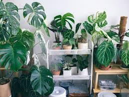 đồ trang trí phù hợp người mệnh Mộc