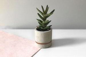 phụ kiện decor thiên nhiên 