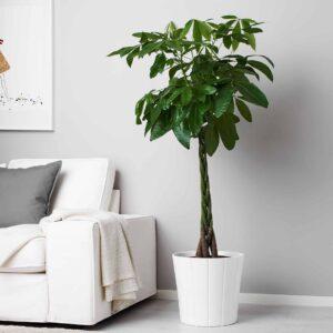 cây cảnh lớn đặt phòng khách
