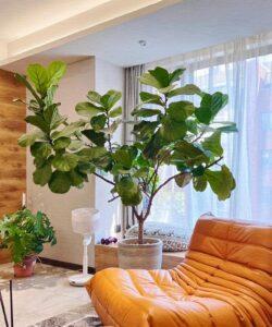 cây cảnh nội thất cỡ trung