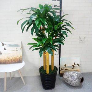 cây cảnh nội thất cỡ trung