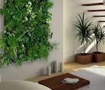 cây treo tường nhà bếp