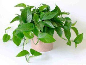 cây treo tường nhà bếp