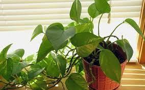 cây treo tường nhà bếp