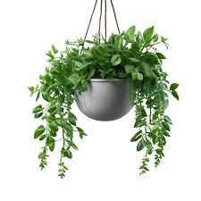 cây treo tường nhà bếp