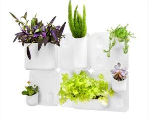 chậu cây gia vị nhỏ