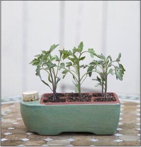 chậu cây gia vị nhỏ