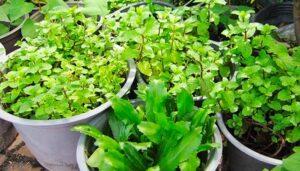 chậu cây gia vị nhỏ